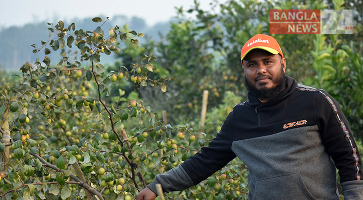 ফোনে ভিডিও দেখে কুল চাষ, মৌসুমে বিক্রি ৯ লাখ